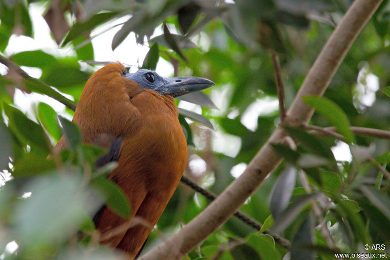 Capuchinbird, identification