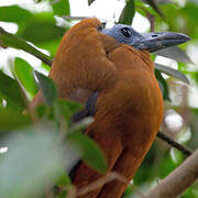 Capuchinbird