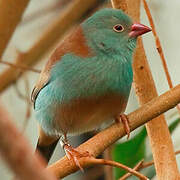 Blue-capped Cordon-bleu