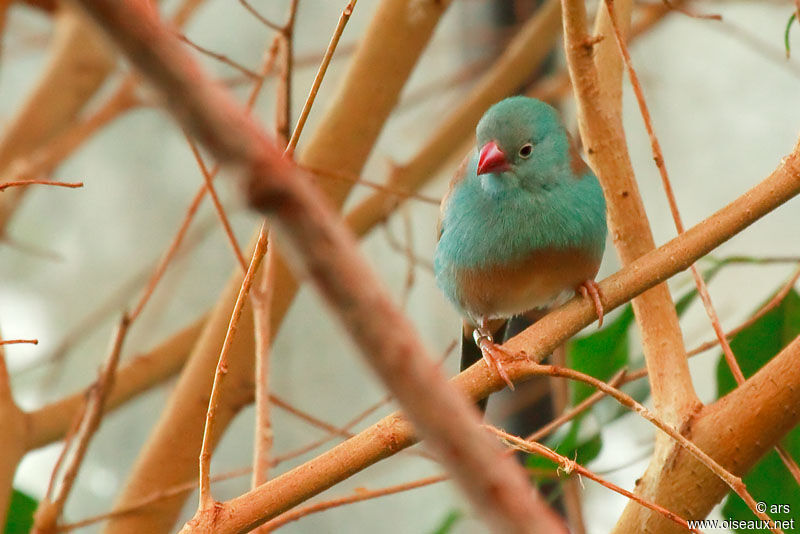 Blue-capped Cordon-bleu male adult, identification