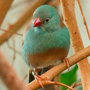 Blue-capped Cordon-bleu