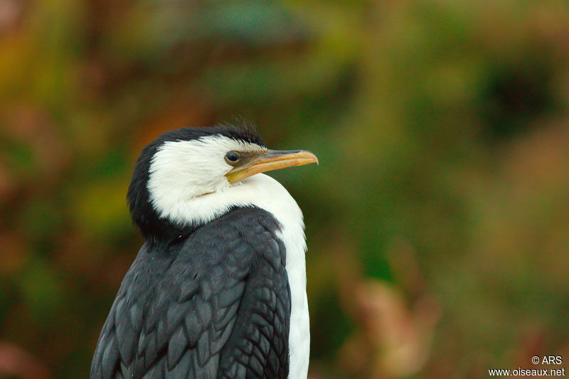 Little Pied Cormorant, identification