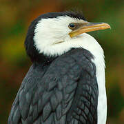 Little Pied Cormorant