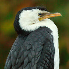 Cormoran pie