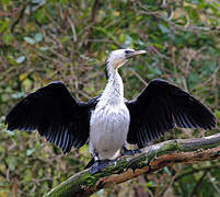 Little Pied Cormorant