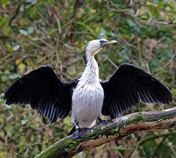 Cormoran pie