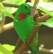 Blue-crowned Hanging Parrot