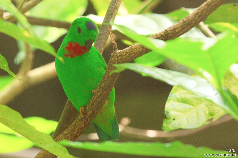 Blue-crowned Hanging Parrot, identification