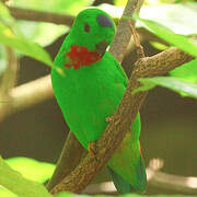 Blue-crowned Hanging Parrot