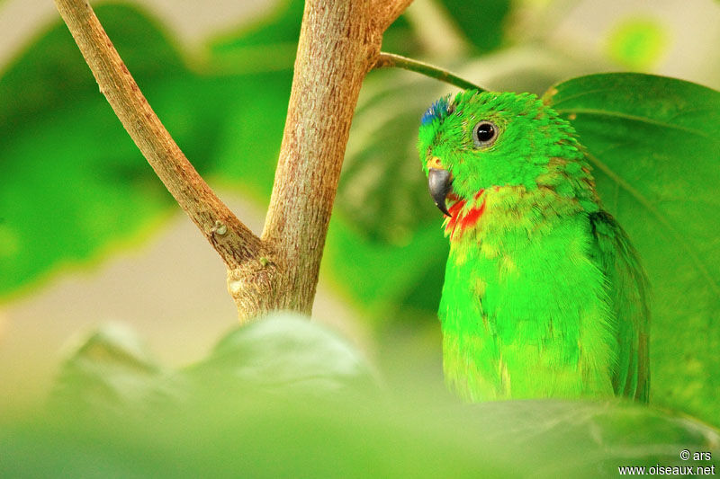 Blue-crowned Hanging Parrot, identification