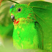 Blue-crowned Hanging Parrot