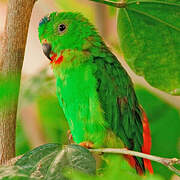 Blue-crowned Hanging Parrot