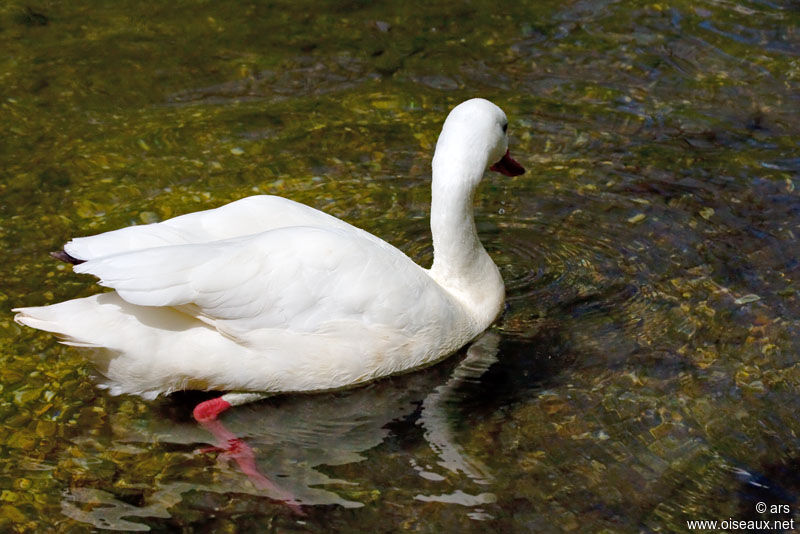 Coscoroba Swan, identification