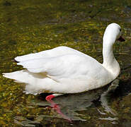 Coscoroba Swan