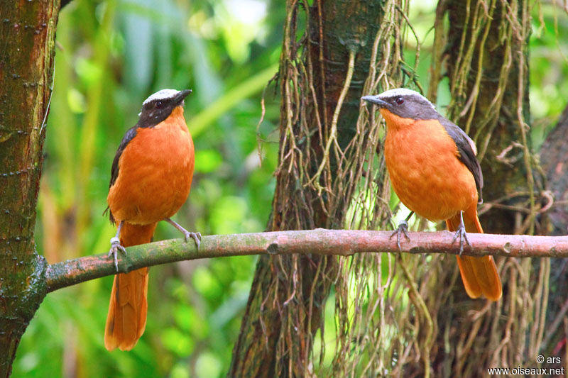 White-crowned Robin-Chat, identification