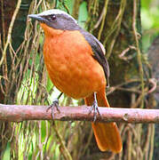 White-crowned Robin-Chat