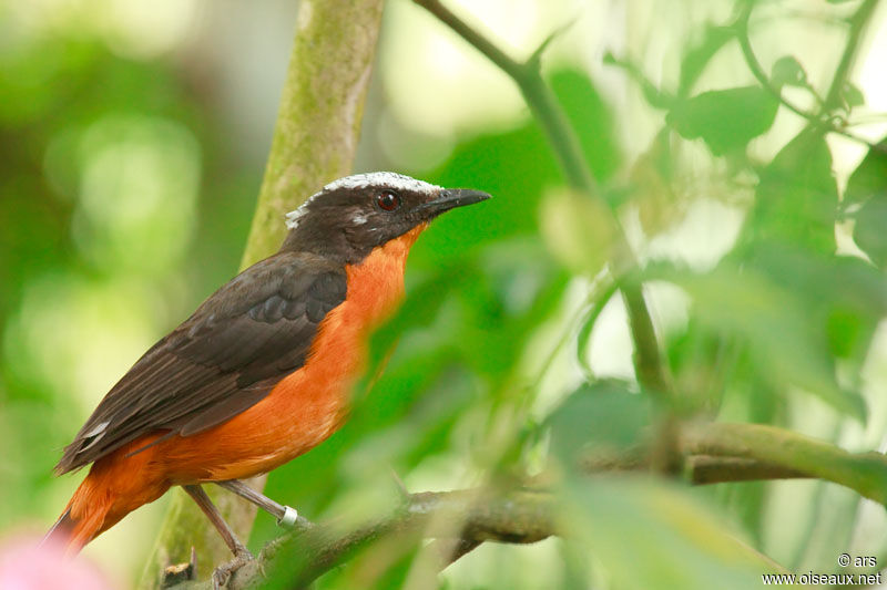 White-crowned Robin-Chat, identification