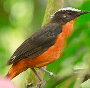 White-crowned Robin-Chat