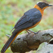 Snowy-crowned Robin-Chat