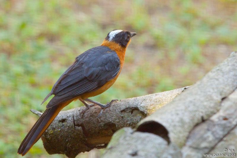Snowy-crowned Robin-Chat, identification