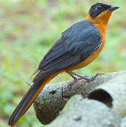 Snowy-crowned Robin-Chat