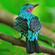 Cotinga de Cayenne