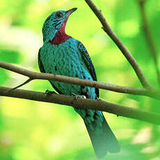 Cotinga de Cayenne