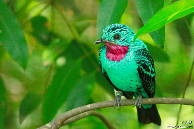 Cotinga de Cayenne, identification