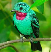 Spangled Cotinga