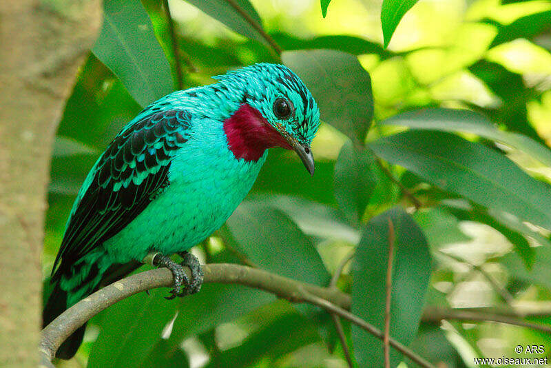Cotinga de Cayenne alrs84740