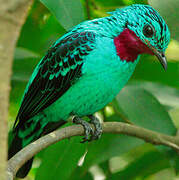 Cotinga de Cayenne