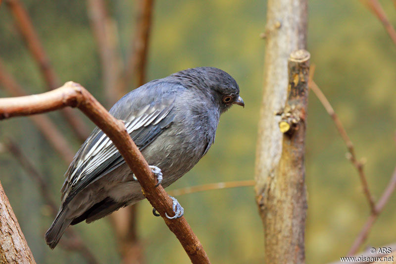 Cotinga pompadour femelle adulte, identification