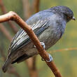 Cotinga pompadour