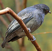 Pompadour Cotinga