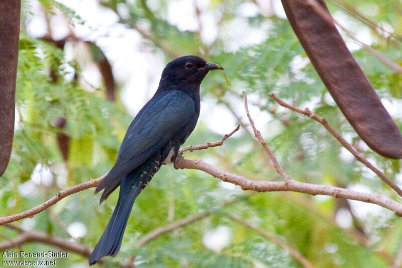 Square-tailed Drongo-Cuckooadult, identification
