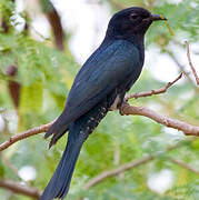 Square-tailed Drongo-Cuckoo