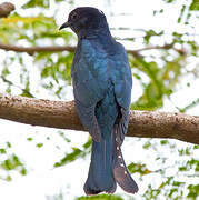 Square-tailed Drongo-Cuckoo