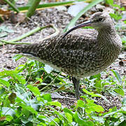 Whimbrel