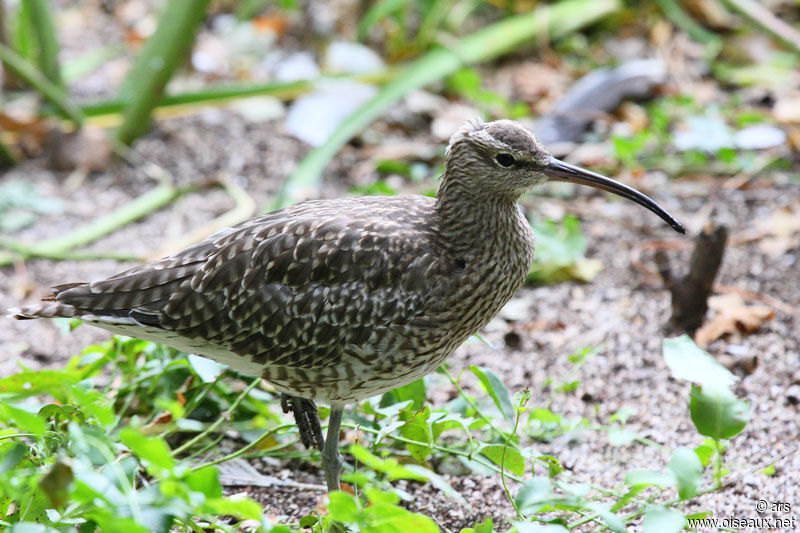 Eurasian Whimbrel, identification