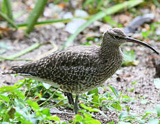 Eurasian Whimbrel