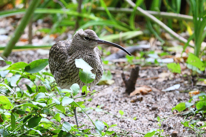 Whimbrel, identification