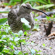 Eurasian Whimbrel