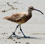 Hudsonian Whimbrel