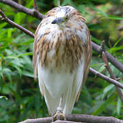 Malagasy Pond Heron