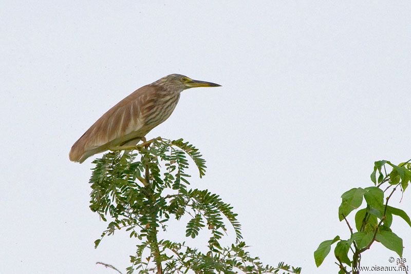 Chinese Pond Heron, identification