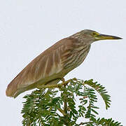 Chinese Pond Heron