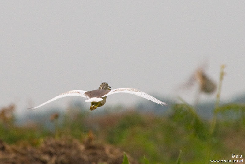 Chinese Pond Heron, Flight