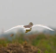 Chinese Pond Heron