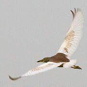 Chinese Pond Heron