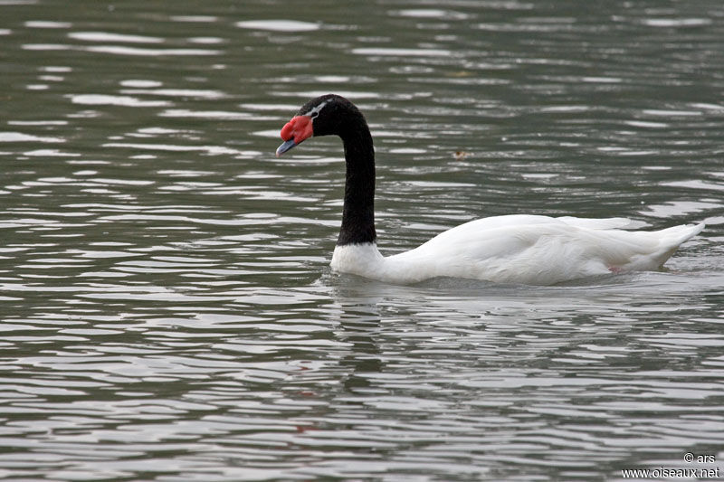 Black-necked Swan, identification